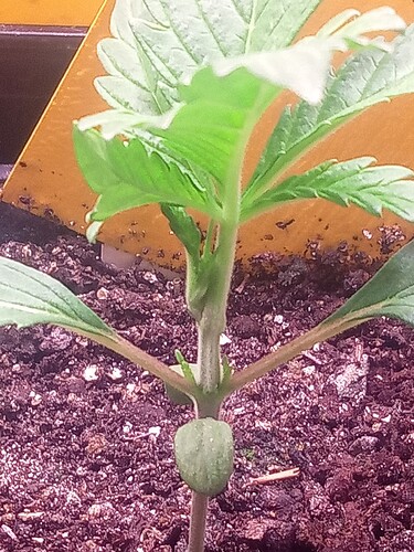 Growreport Bild 4