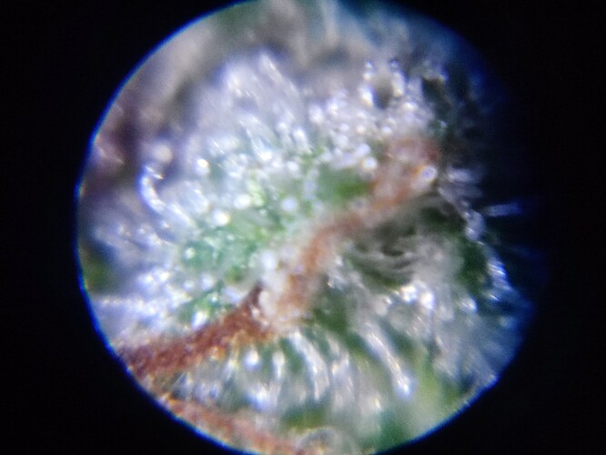 Growreport Bild 68