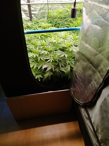 Viele junge Cannabispflanzen in einem Zelt, die Lampe hängt über ihnen.