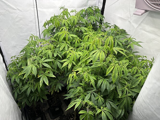 Growreport Bild 1