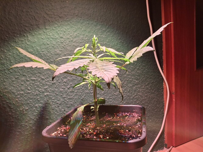 Growreport Bild 6