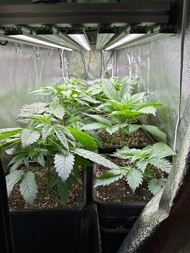 Growreport Bild 45