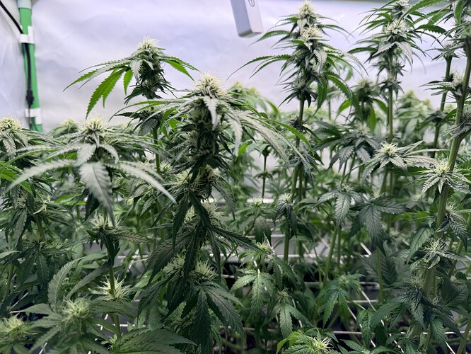 Growreport Bild 38