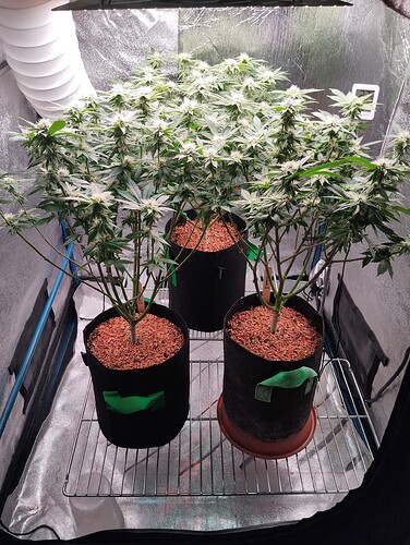 IMG_20250203_203605 - Kopie