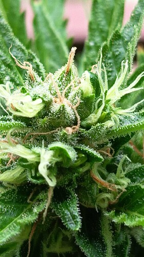 Growreport Bild 1