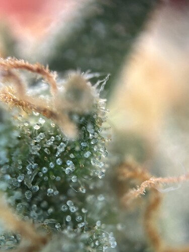 Growreport Bild 42