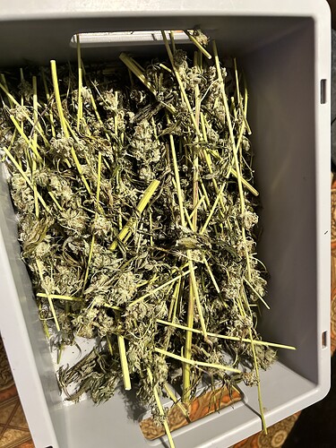 Eine graue Kunststoffbox gefüllt mit getrimmten Cannabis-Zweigen und Buds während des Trocknungsprozesses.