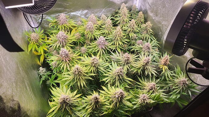 Growreport Bild 6