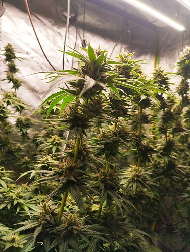 Growreport Bild 8
