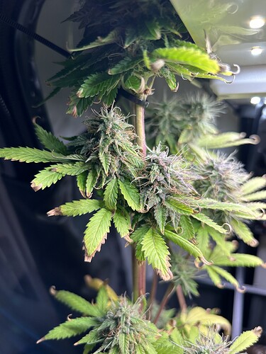Growreport Bild 1