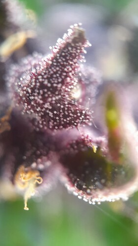 Growreport Bild 34