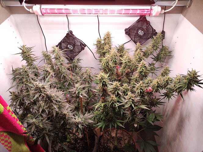 Growreport Bild 22