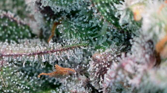 Growreport Bild 51