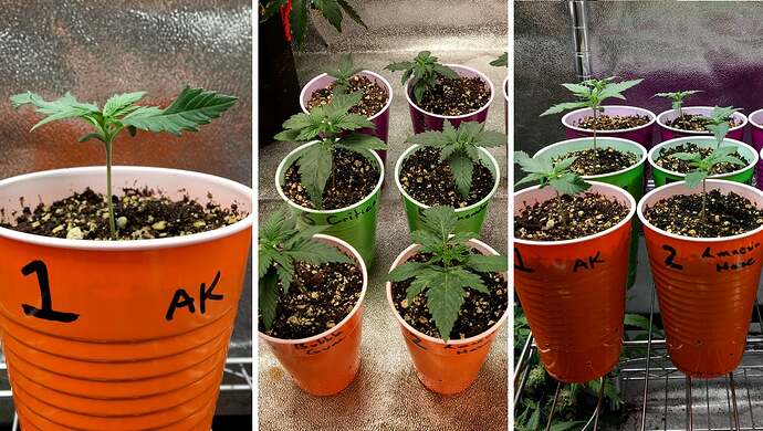 AK Auto