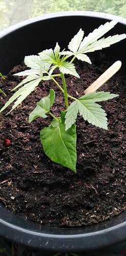 17176824123005951547238685840035