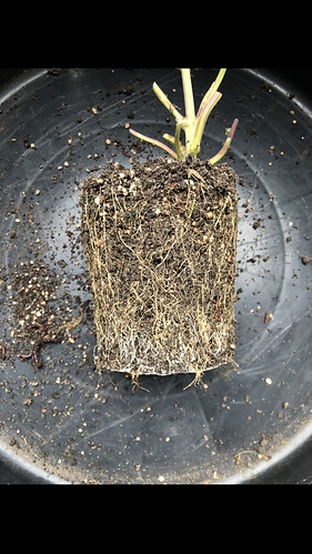 Growreport Bild 3