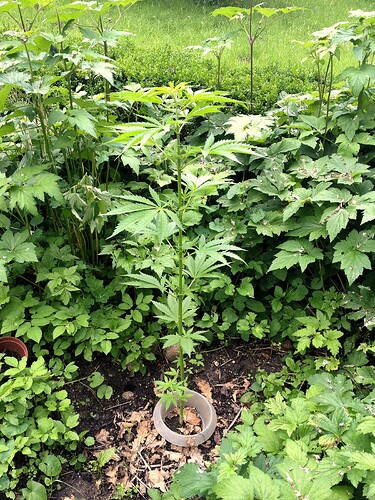 Grow25_0625_HK2schaden_5