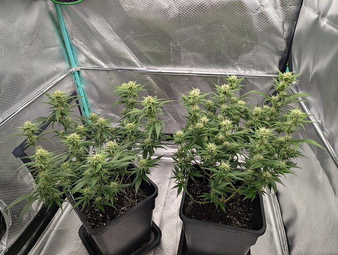 Growreport Bild 4