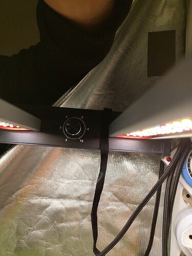 Nahaufnahme eines LED-Wachstumslichts mit einem Einstellknopf, der auf etwa 3 steht, und reflektierenden Wänden eines Growzeltes.