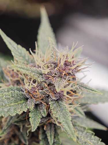 Growreport Bild 22