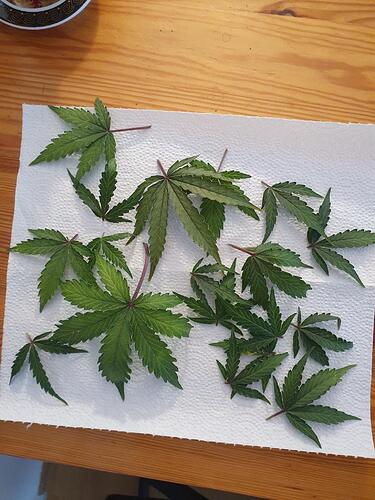 Growreport Bild 22