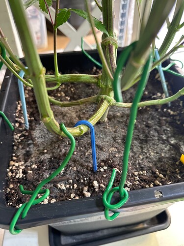 Growreport Bild 37