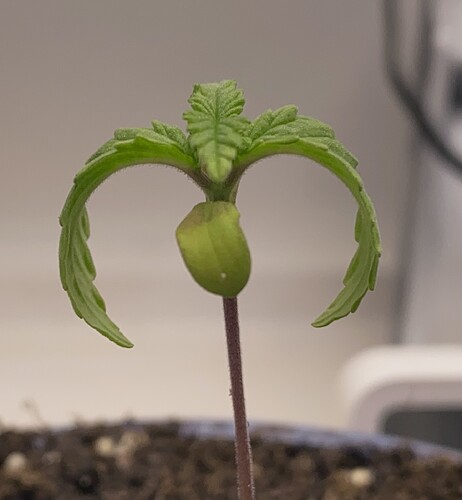 Growreport Bild 1