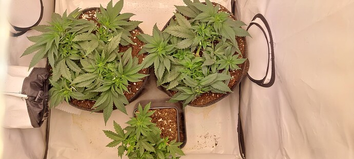 Growreport Bild 2