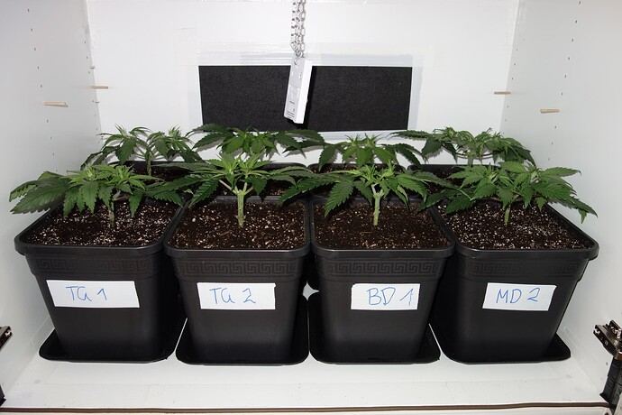Growreport Bild 5