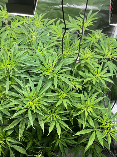 Growreport Bild 16