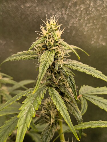 Growreport Bild 18