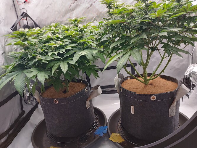 Growreport Bild 2
