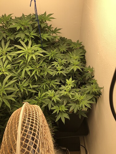 Growreport Bild 19