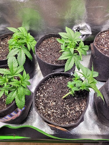 Growreport Bild 9