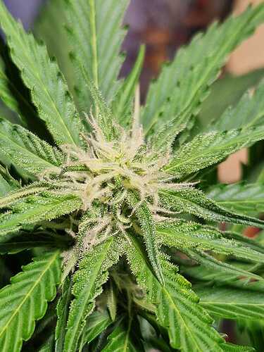 WhatsApp Image 2024-05-24 at 16.08.18 (1)