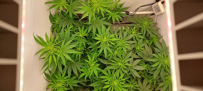 Growreport Bild 8