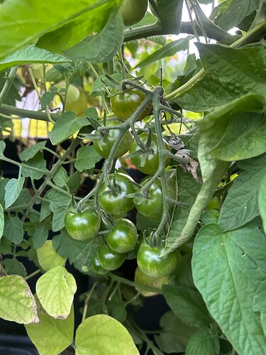 Growreport Bild 48