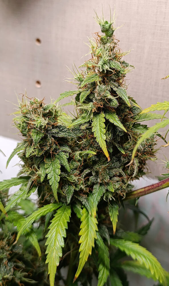 Superskunk 🚗 gerntet.🤪