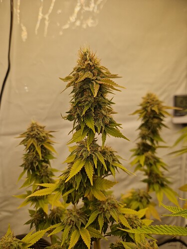 Growreport Bild 5