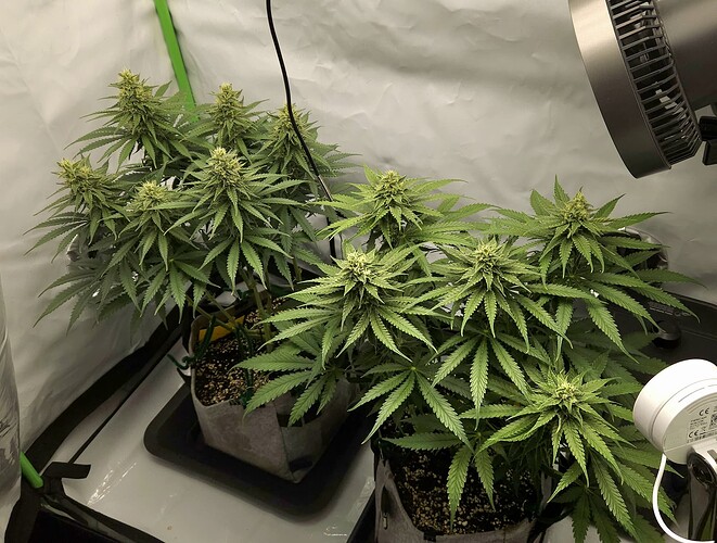 Growreport Bild 6