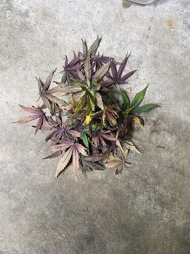 Growreport Bild 7