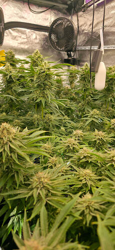 Growreport Bild 2