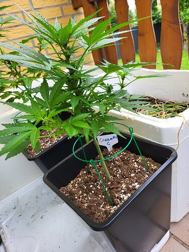Growreport Bild 7