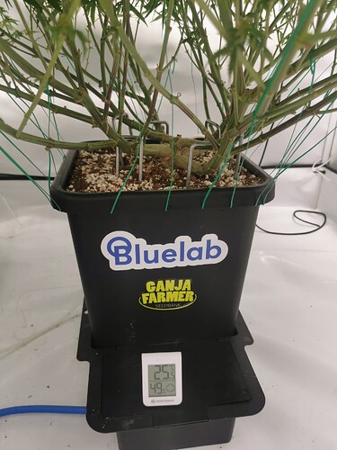 Growreport Bild 9