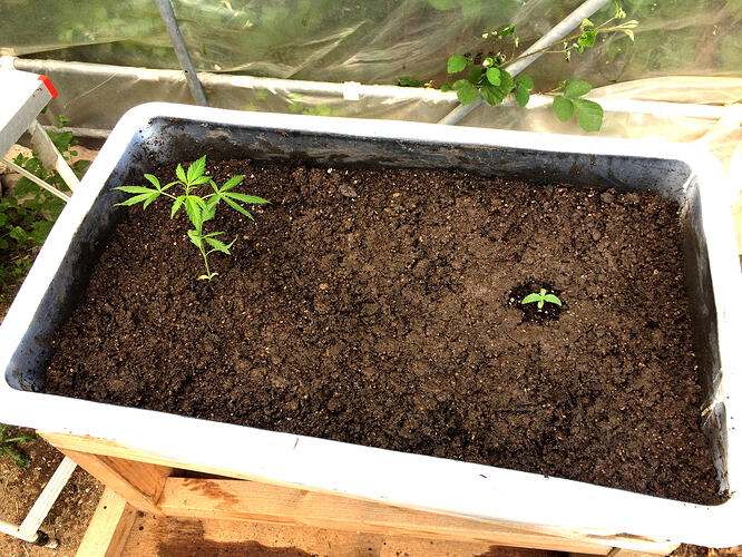 Grow26071303