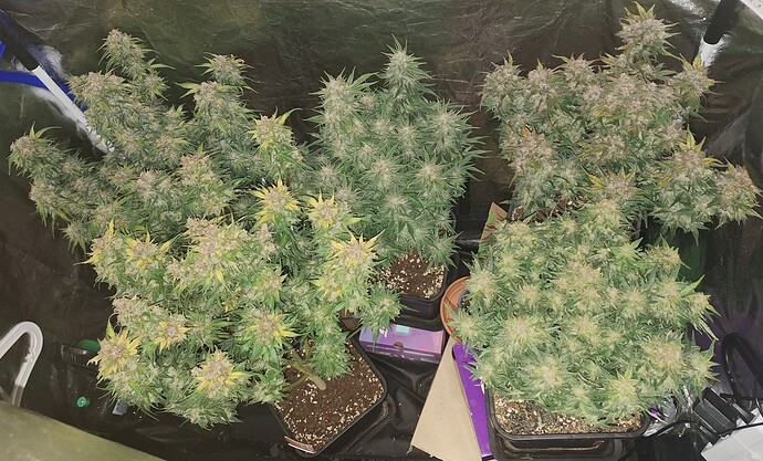 Growreport Bild 1