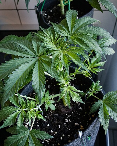 Growreport Bild 3