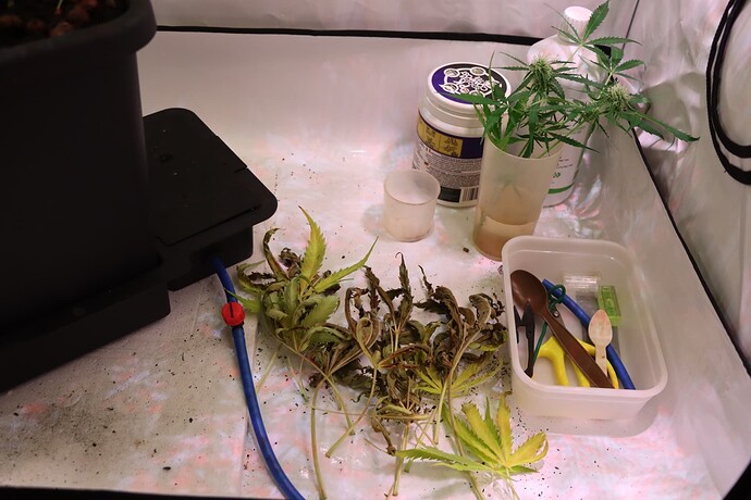 Growreport Bild 7