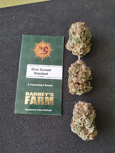 BSS Budporn (2)