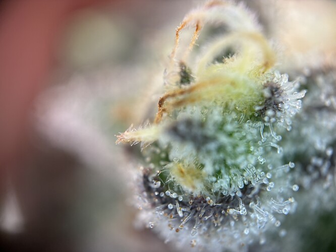 Growreport Bild 47
